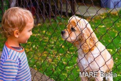 Fence Mesh Zn+PVC